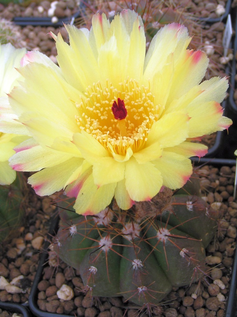 Notocactus ottonis v tortuosus